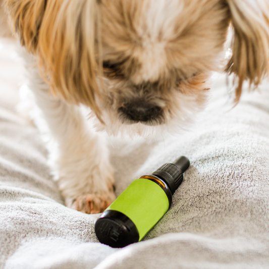 What are the benefits and risks of giving CBD to your pet?