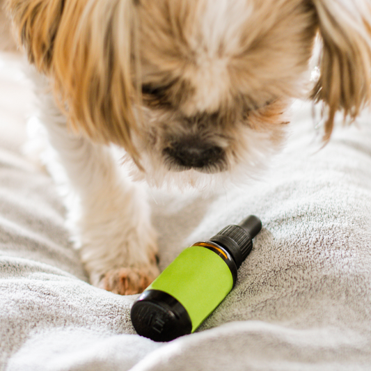 What are the benefits and risks of giving CBD to your pet? 