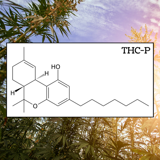 What is THC-P: Effects, Production, Consumption and Considerations