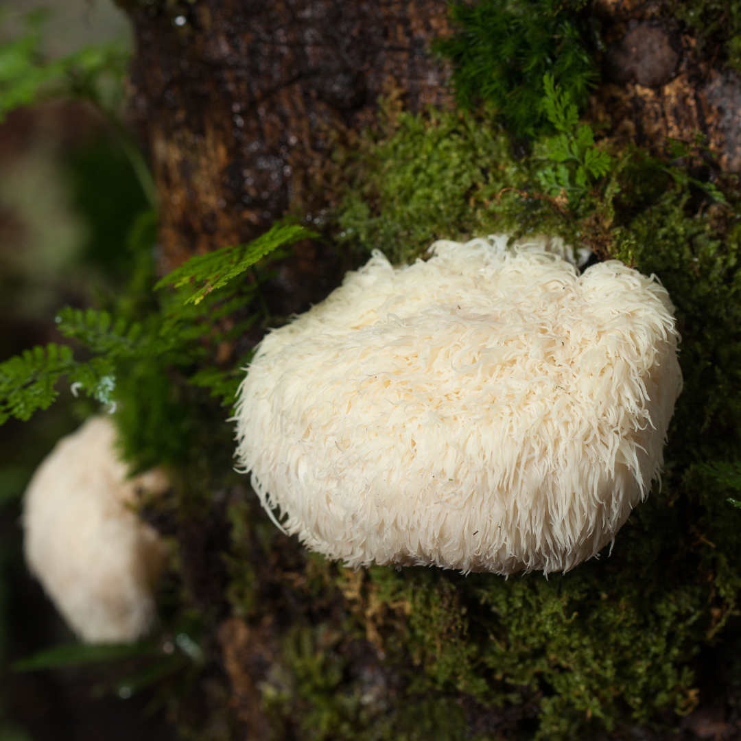 Blog | Lion's Mane Mushroom: Unveiling the Mighty Fungi and Its Health ...